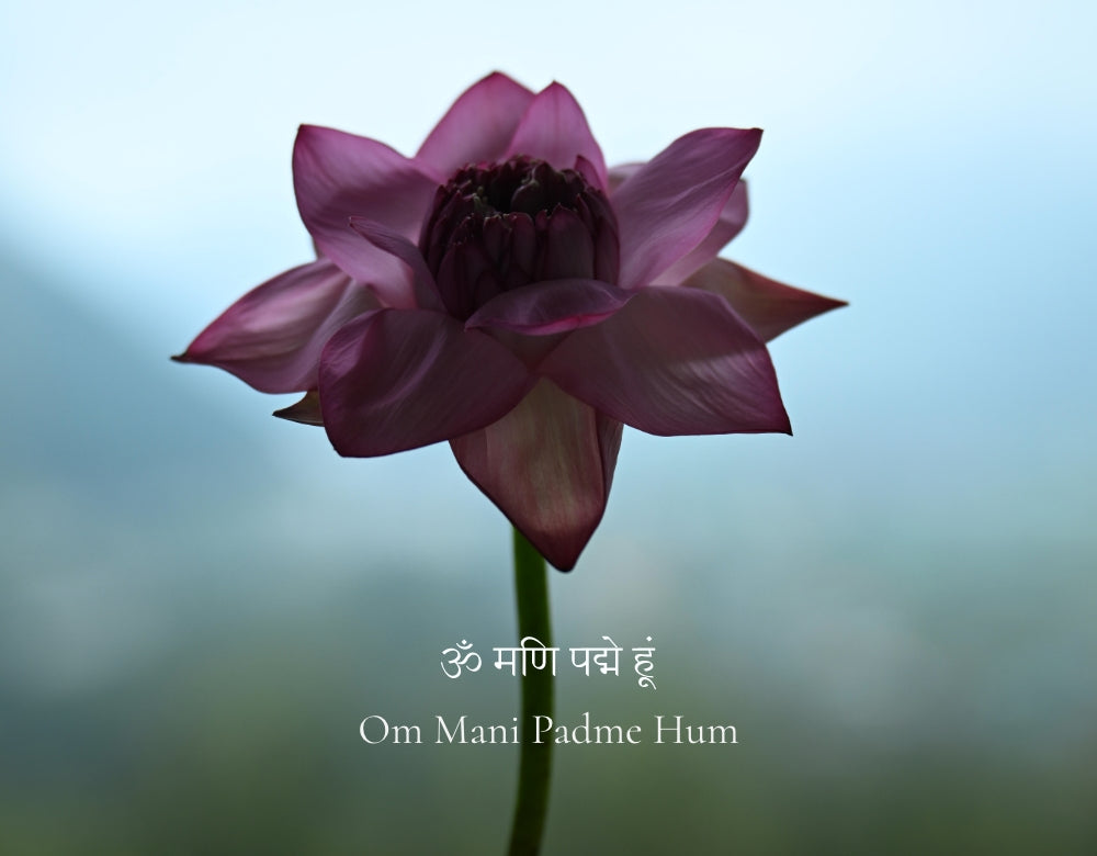 Padma: The Jewel Within