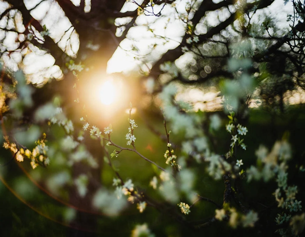 Beyond Skin: The Vedic Intelligence of Beauty
