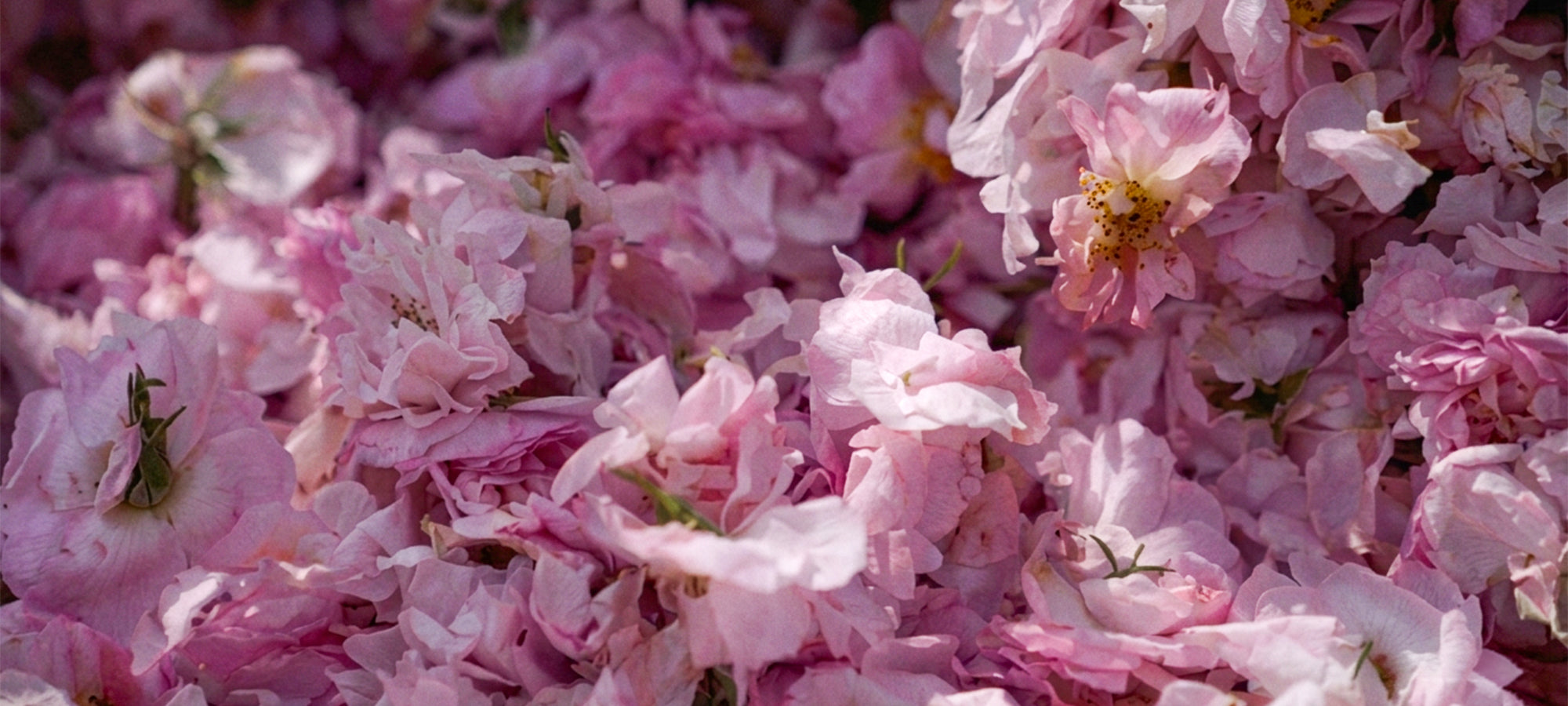 Divine Rose